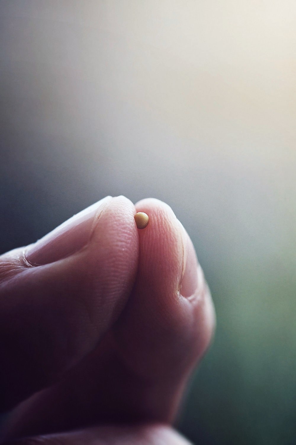Mustard seed (2)